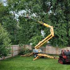 Best Root Management and Removal  in Highlands, NC