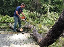 Highlands, NC Tree Care Company