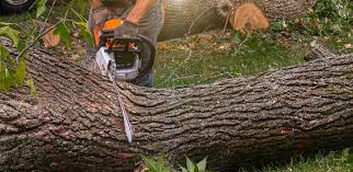 Tree and Shrub Care in Highlands, NC