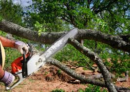 Best Arborist Consultation Services  in Highlands, NC