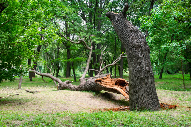 How Our Tree Care Process Works  in  Highlands, NC